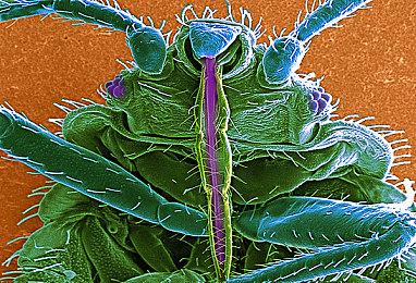 TGA 2024：《暗喻幻想》获得最佳叙事游戏